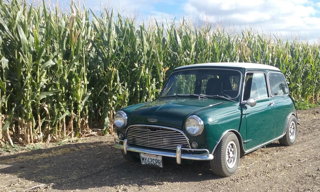 Name:  Mini in the field....jpg
Views: 1443
Size:  171.4 KB