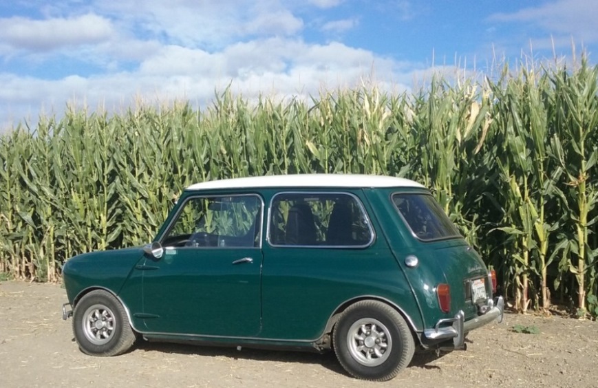 Name:  Mini in the field..jpg
Views: 1059
Size:  172.1 KB